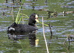 Red-gartered Coot