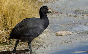 Andean Coot