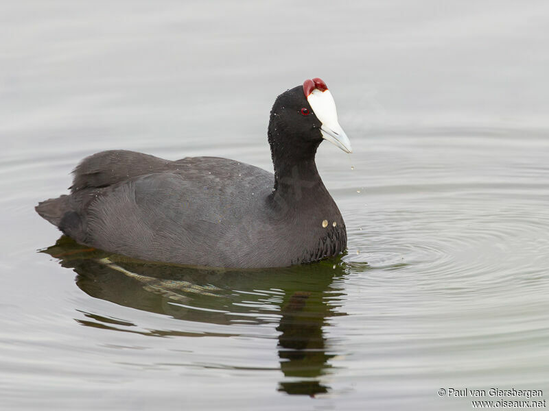 Red-knobbed Coot