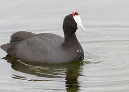 Red-knobbed Coot