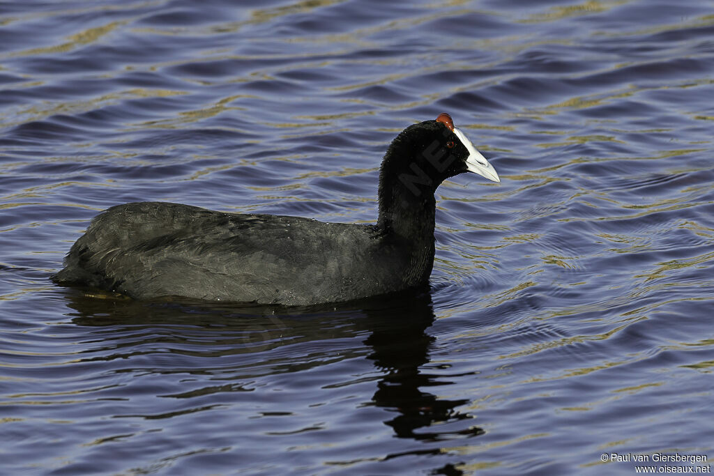 Foulque caronculéeadulte