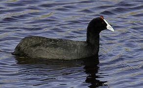 Red-knobbed Coot