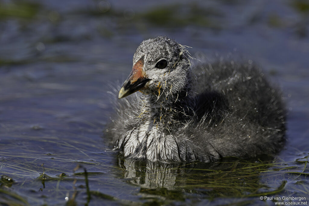 Red-knobbed CootPoussin