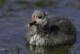 Red-knobbed Coot