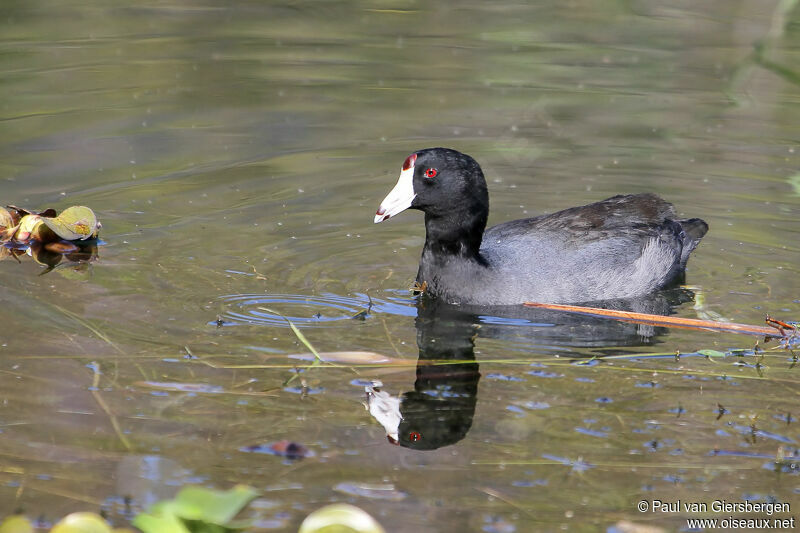 American Coot