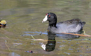 American Coot