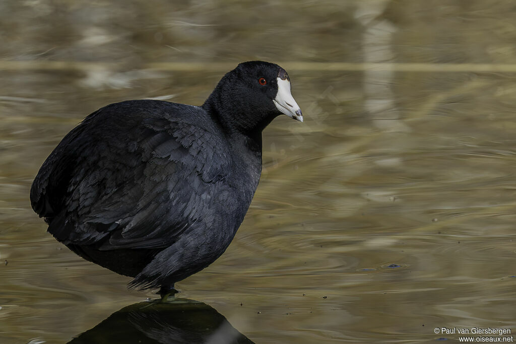 American Coot