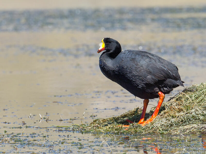 Giant Coot