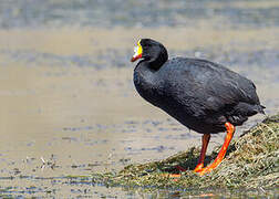 Giant Coot