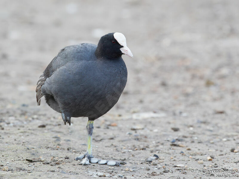 Eurasian Coot