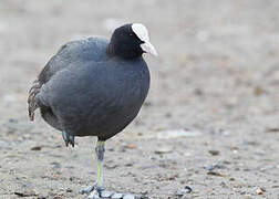 Eurasian Coot