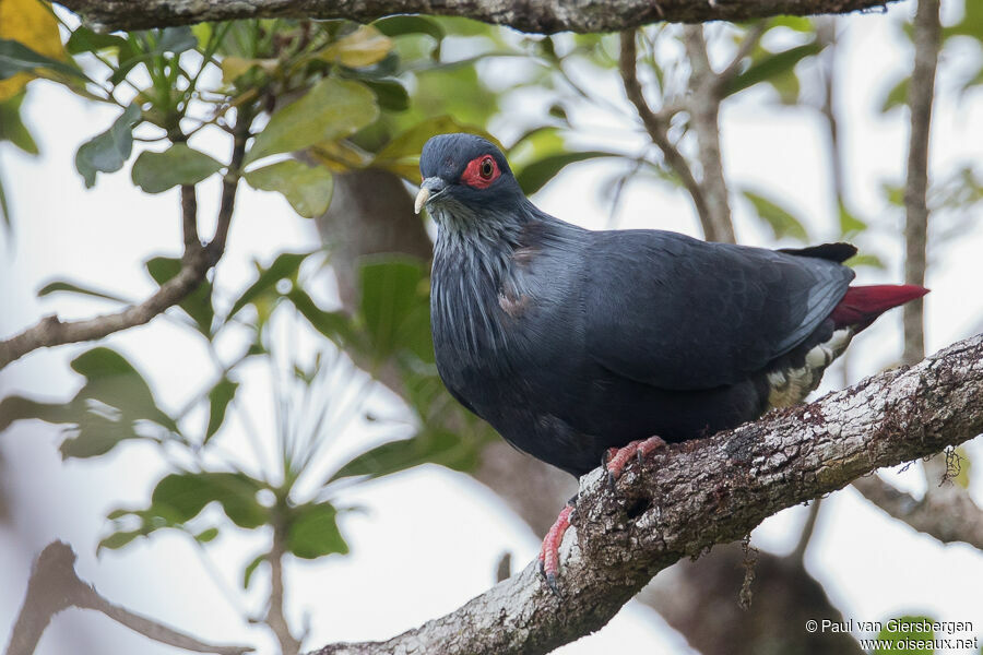 Madagascan Blue Pigeonadult