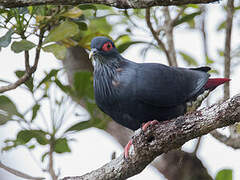 Madagascar Blue Pigeon