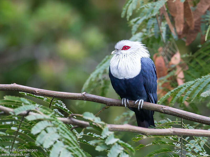 Comoros Blue Pigeonadult, identification