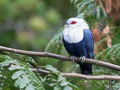 Comoro Blue Pigeon