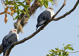 Comoros Blue Pigeon