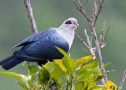 Comoros Blue Pigeon