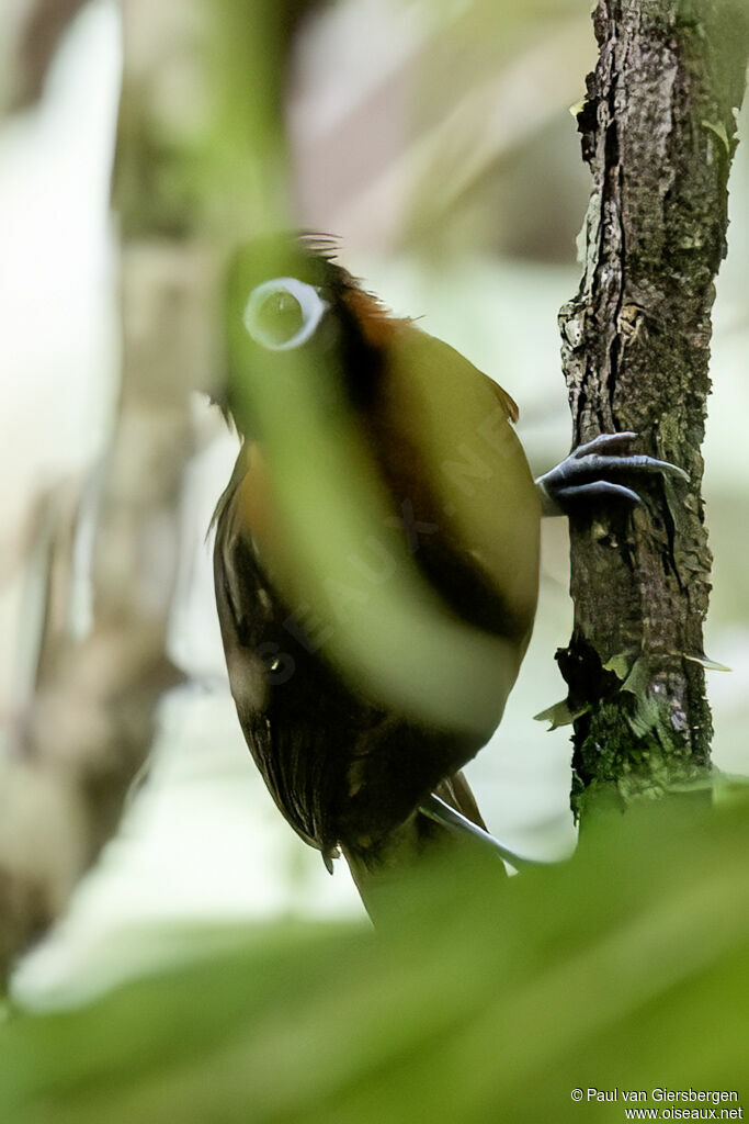 Chestnut-crested Antbirdadult