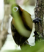 Chestnut-crested Antbird