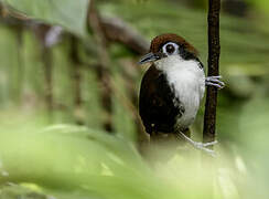 White-cheeked Antbird