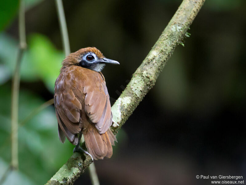Bicolored Antbirdadult
