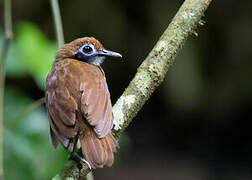 Bicolored Antbird