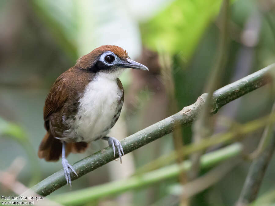 Bicolored Antbirdadult, close-up portrait