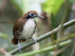 Bicolored Antbird