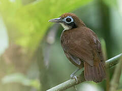 Bicolored Antbird