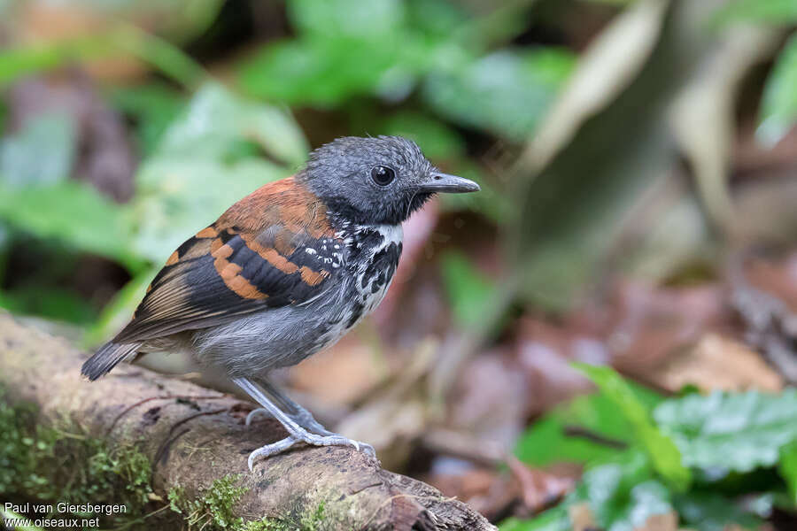 Spotted Antbird male adult, identification