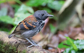 Spotted Antbird