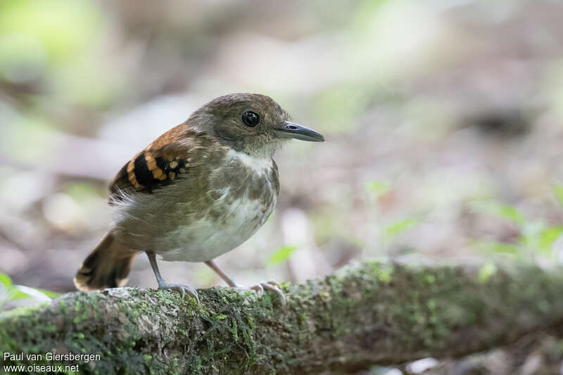 Spotted Antbird female adult, identification