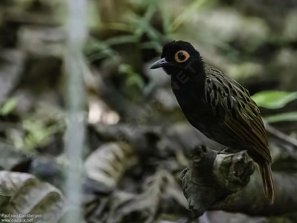 Black-spotted Bare-eyeadult