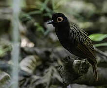 Black-spotted Bare-eye