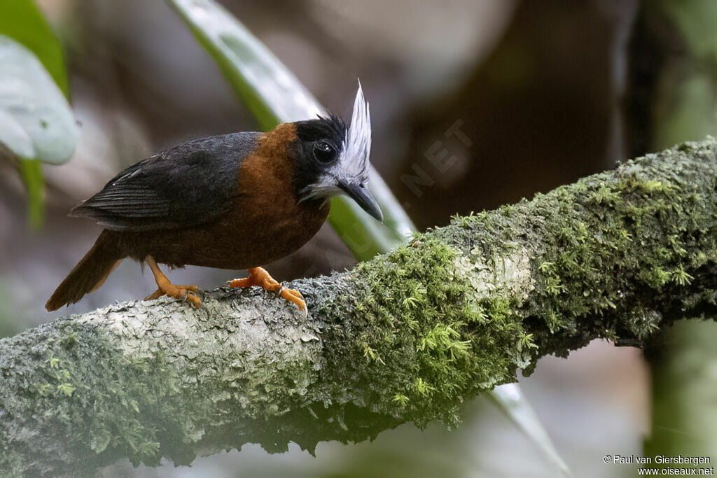 White-plumed Antbirdadult