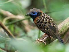 Ocellated Antbird