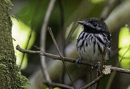 Dot-backed Antbird