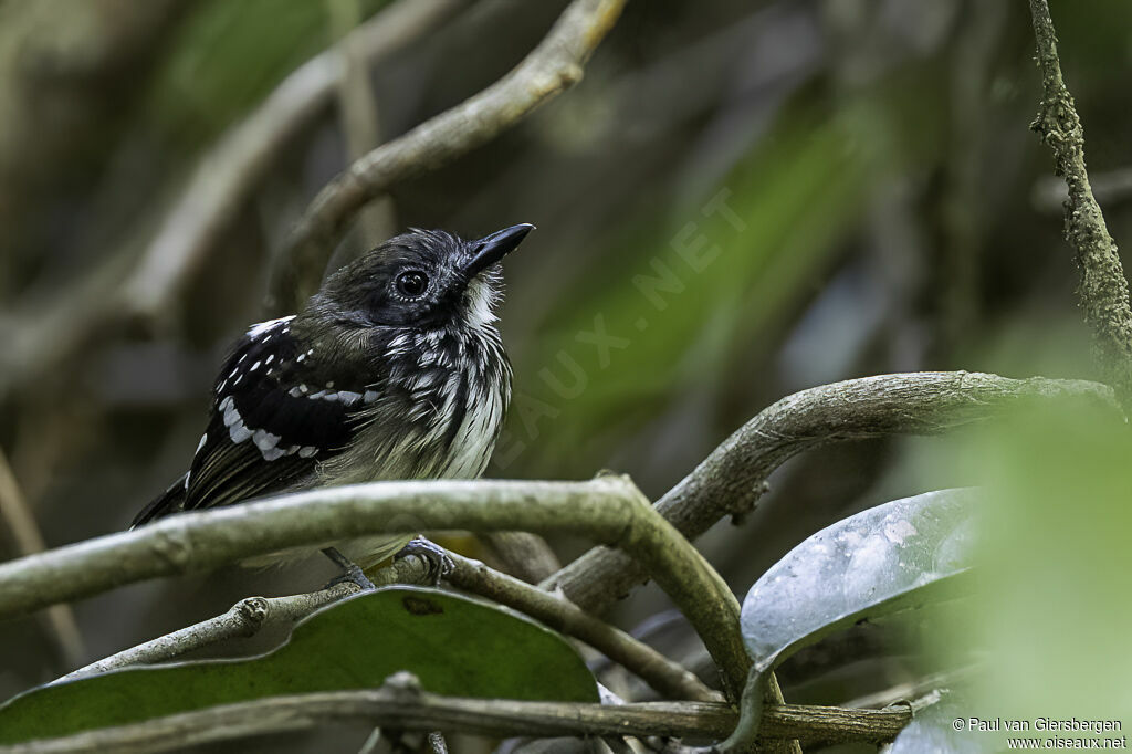 Dot-backed Antbird female adult