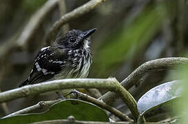 Dot-backed Antbird