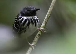 Spot-backed Antbird