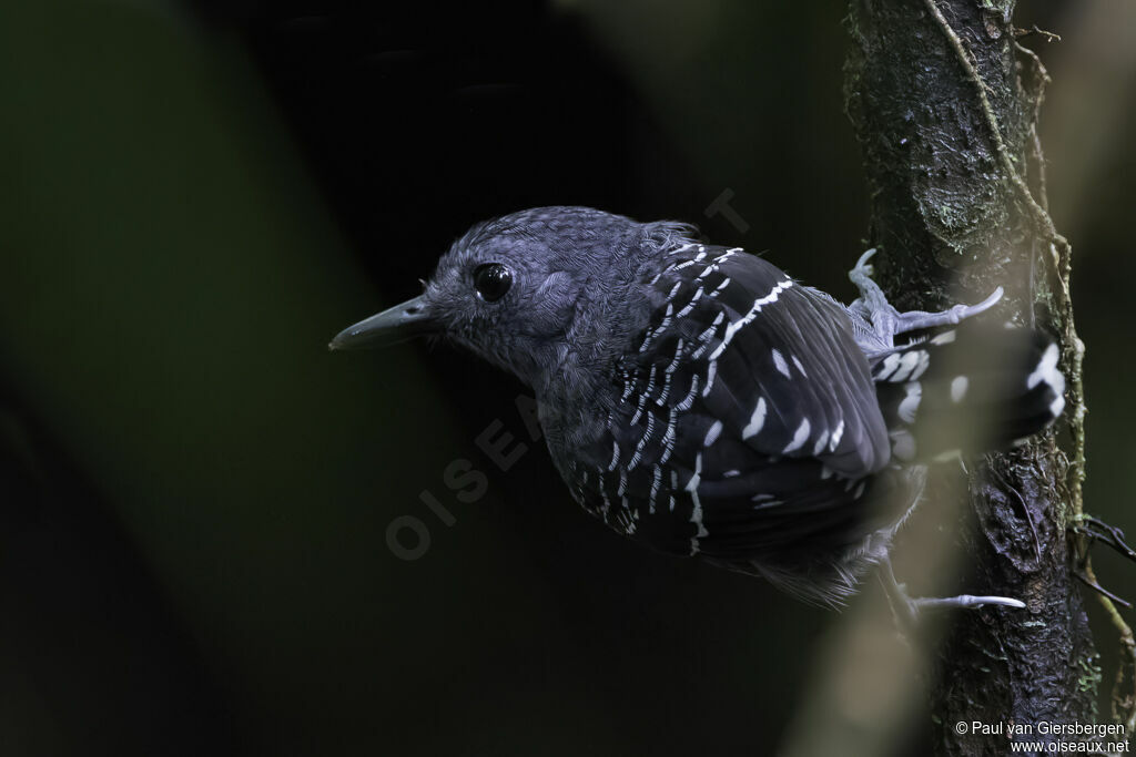 Common Scale-backed Antbird male adult