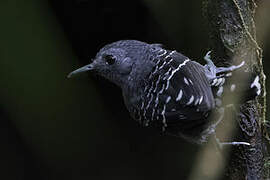 Common Scale-backed Antbird