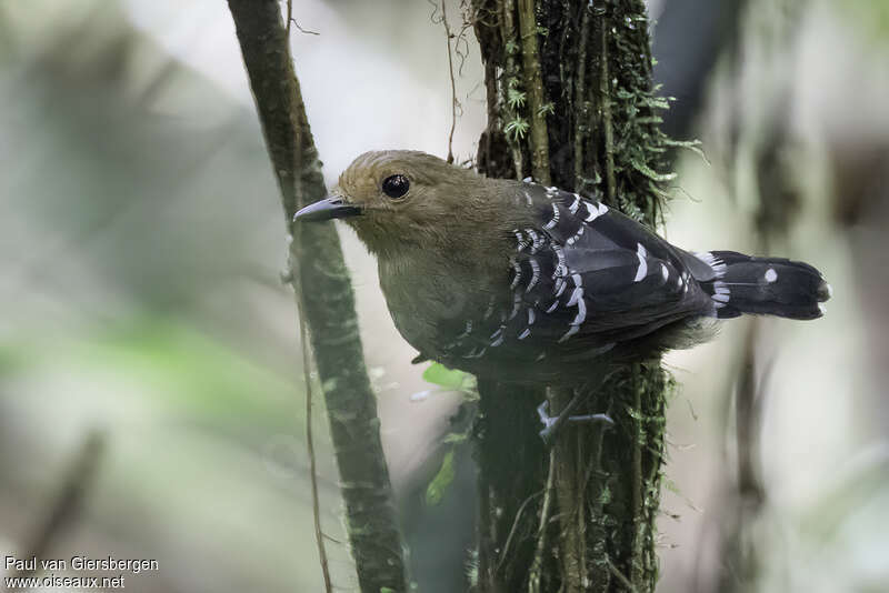 Common Scale-backed Antbird female adult, identification