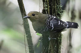 Common Scale-backed Antbird