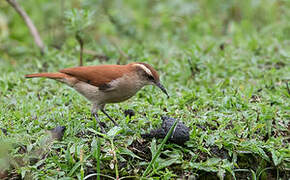 Band-tailed Hornero