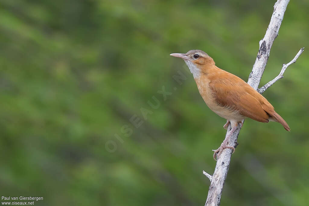 Caribbean Hornero adult, identification