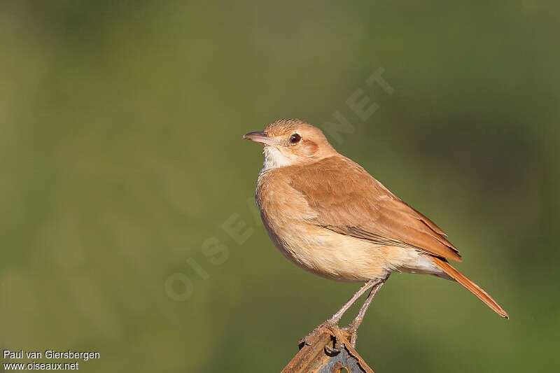 Rufous Horneroadult, identification