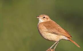 Rufous Hornero