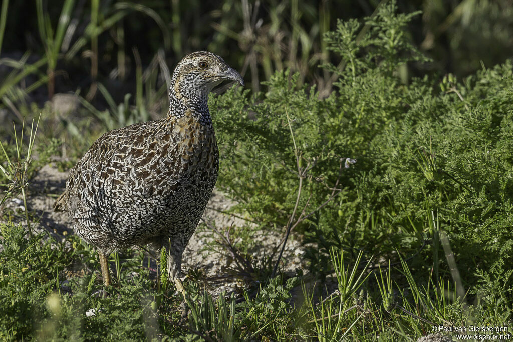 Francolin à ailes grisesadulte