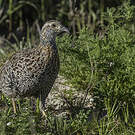 Francolin à ailes grises